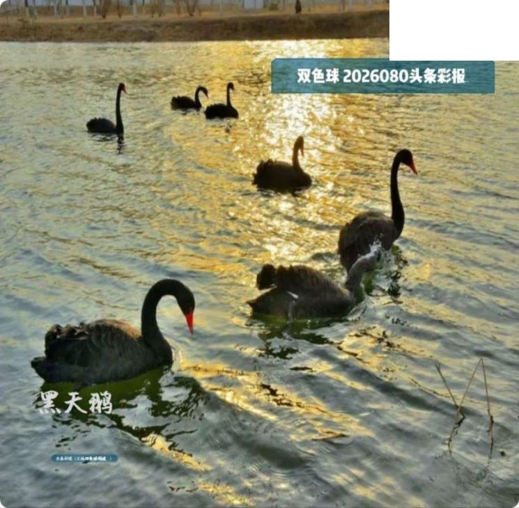 双色球2026年图迷080期 头条彩报